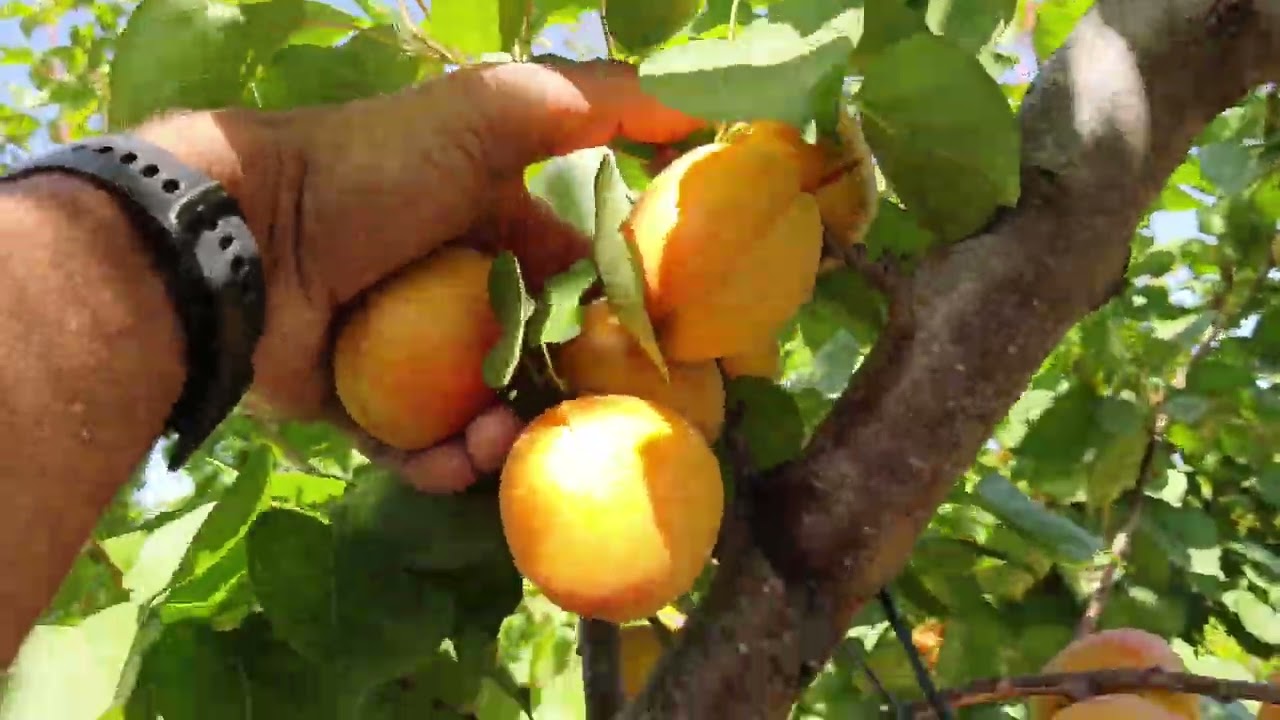 Dm-5-110 self fertile apricot before harvest super low chill.