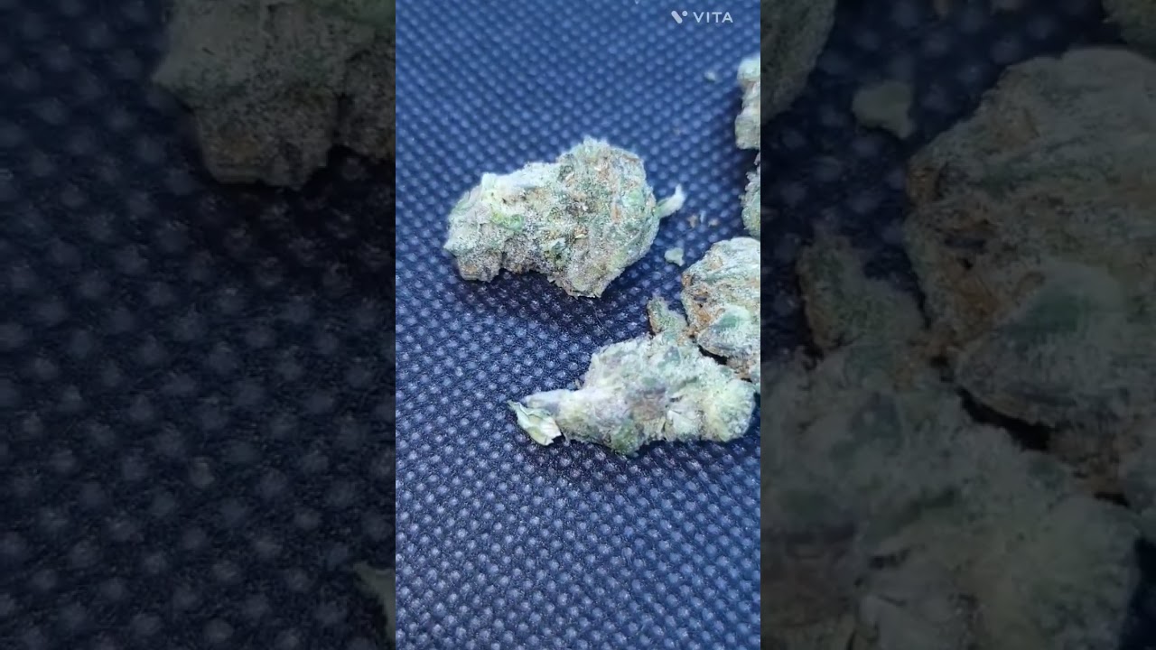 Apple Fritter from Hmp Botanicals Is on Another Level #viralvideo #ThCa #hemp #indoorgrow #cannabis