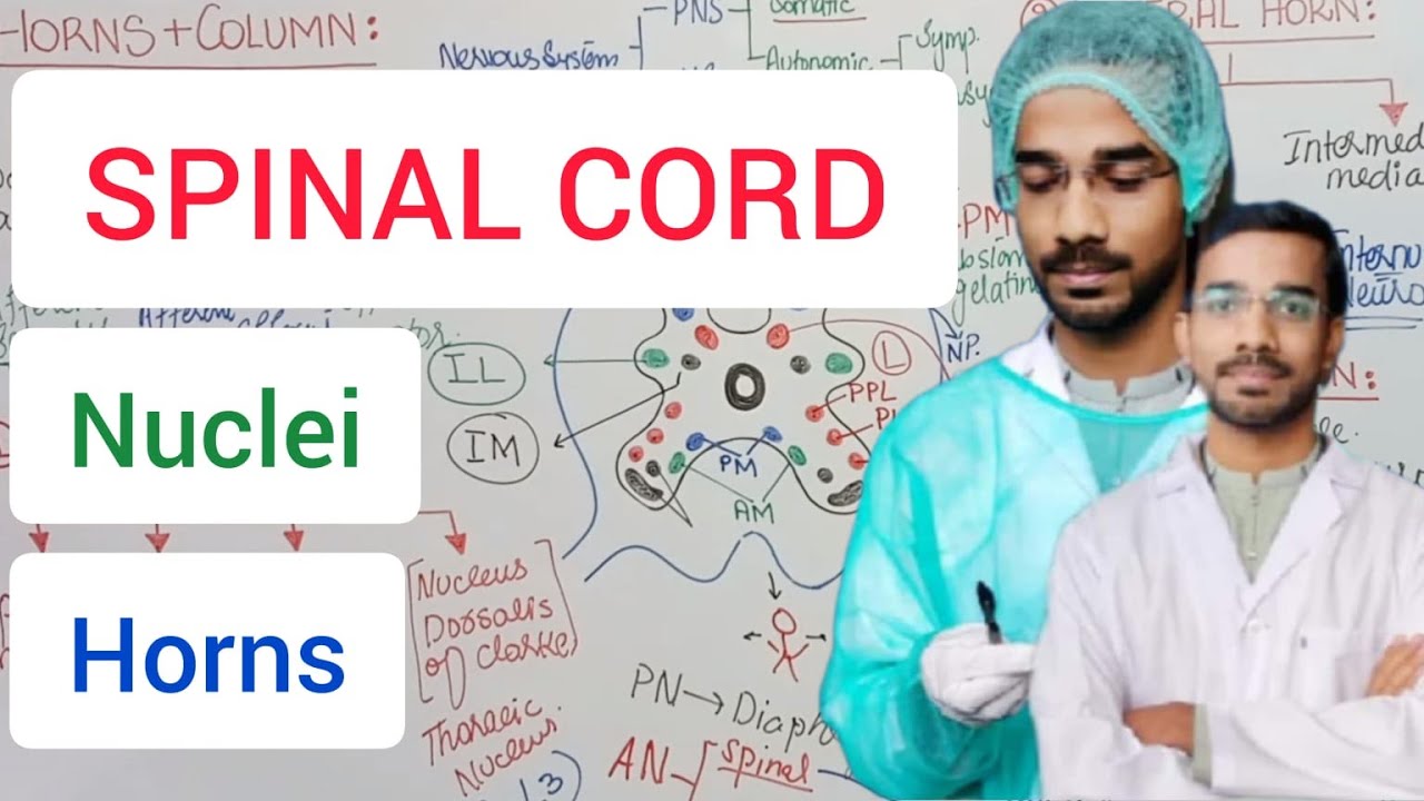 Nuclei and Horns of Spinal Cord #neuroanatomy #spinalcord