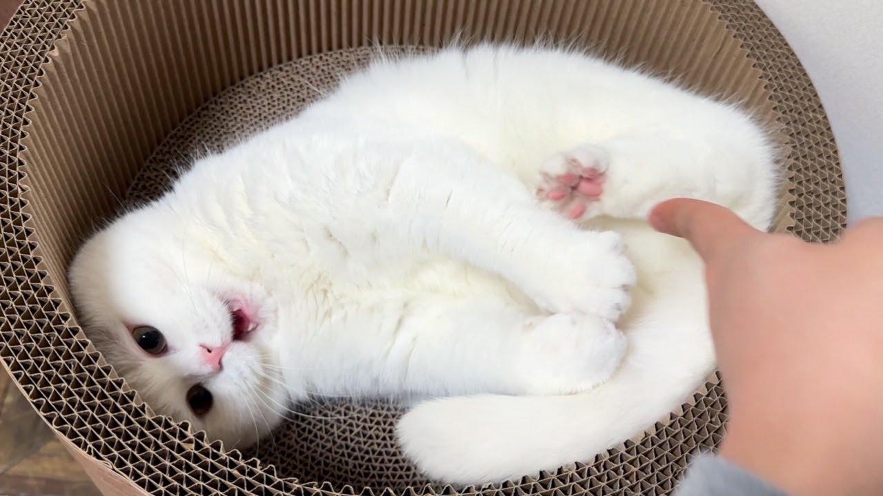 マシュマロ体型の猫のお腹をつんつんしたら…笑