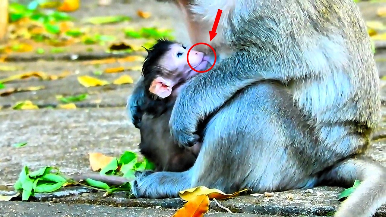 OMG, the baby monkey is happily drinking milk.