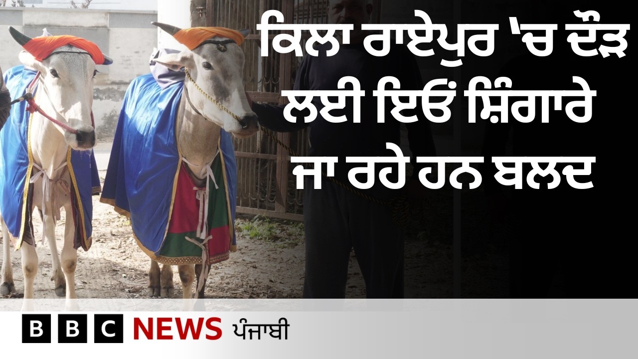 Qila Raipur ਦੀਆਂ ਖੇਡਾਂ ਲਈ ਕਿਵੇਂ ਤਿਆਰ ਹੋ ਰਹੇ ਹਨ ਬਲਦ, ਦੇਖੋ... | 𝐁𝐁𝐂 𝐏𝐔𝐍𝐉𝐀𝐁𝐈