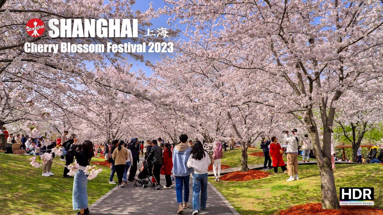 🌸 Shanghai's largest cherry blossom spot - 16,000 cherry blossom trees - Gucun Park - 4K HDR