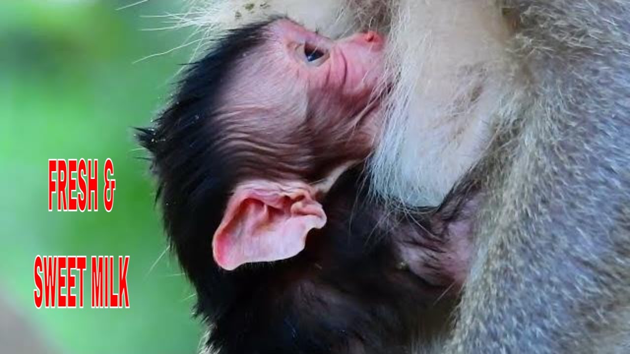FRESH AND SWEET MILK. NEWBORN BABY TRYING FAST GET MILK NOT WAIT.LOOK SO HUNGRY.