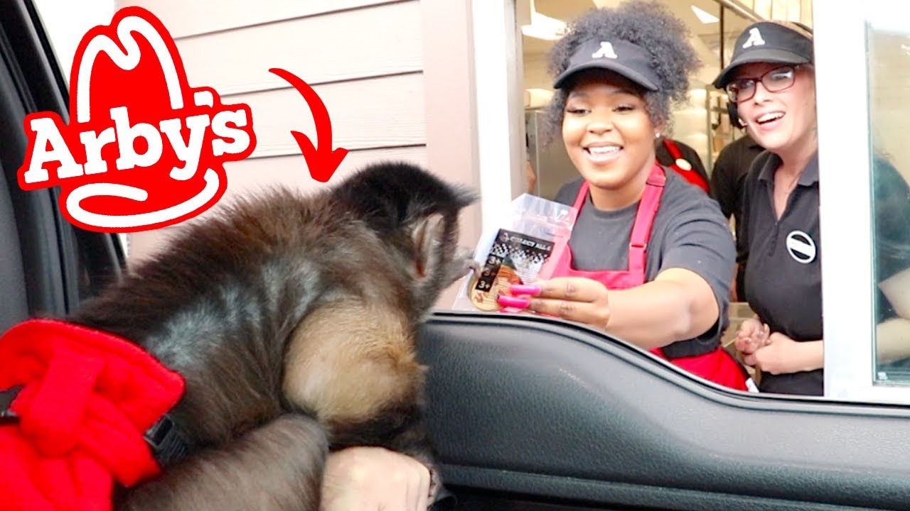 Monkey Visits ARBY'S Drive Thru!