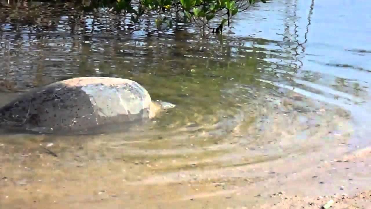 Tartarugas em Poil&atilde;o.avi