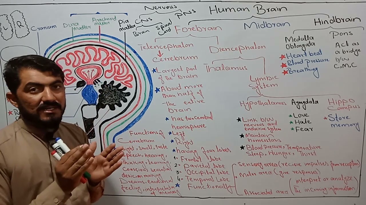 Human brain parts and functions explained in Urdu and Hindi (Biology)