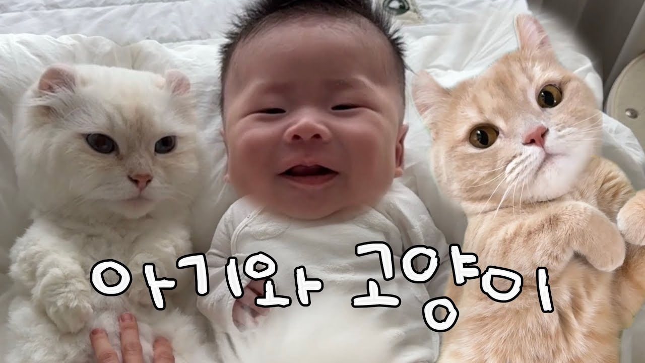 🐈👶🏻고양이와 1개월 아기 공동육아 현실 한 달 일상 모음.zipㅣ아기집사 인정받기ㅣ우리 제법 친해졌..나..?ㅣ인간아기를 본 고양이의 현실반응