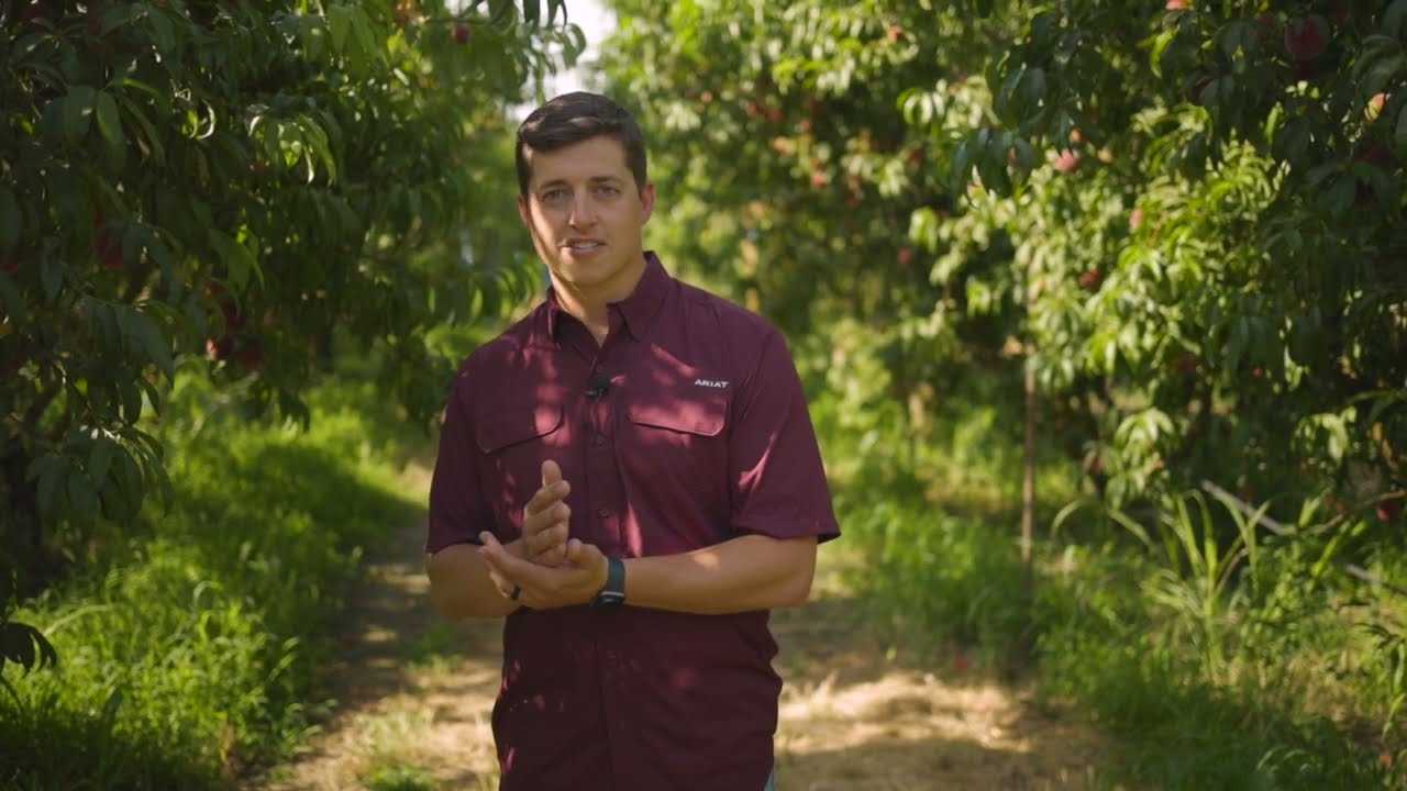 Stone Fruit Summer Promotions | From the Field with Parker