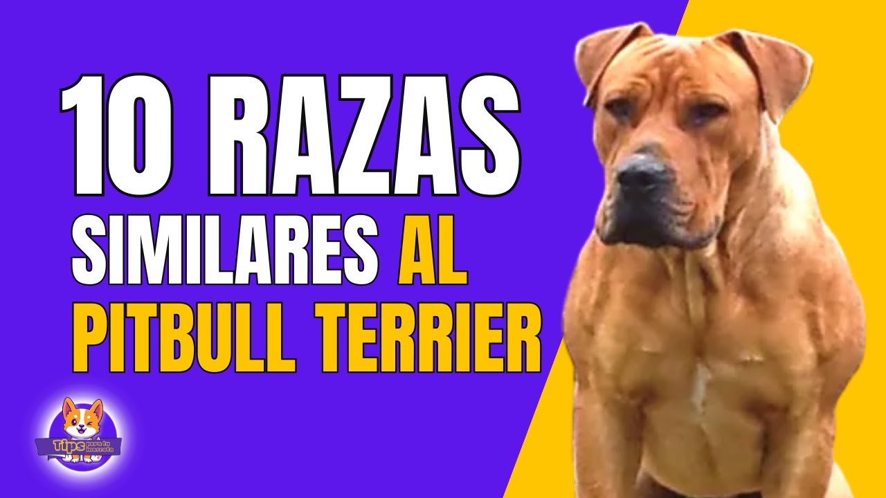 10 RAZAS DE PERROS COMO EL PITBULL TERRIER