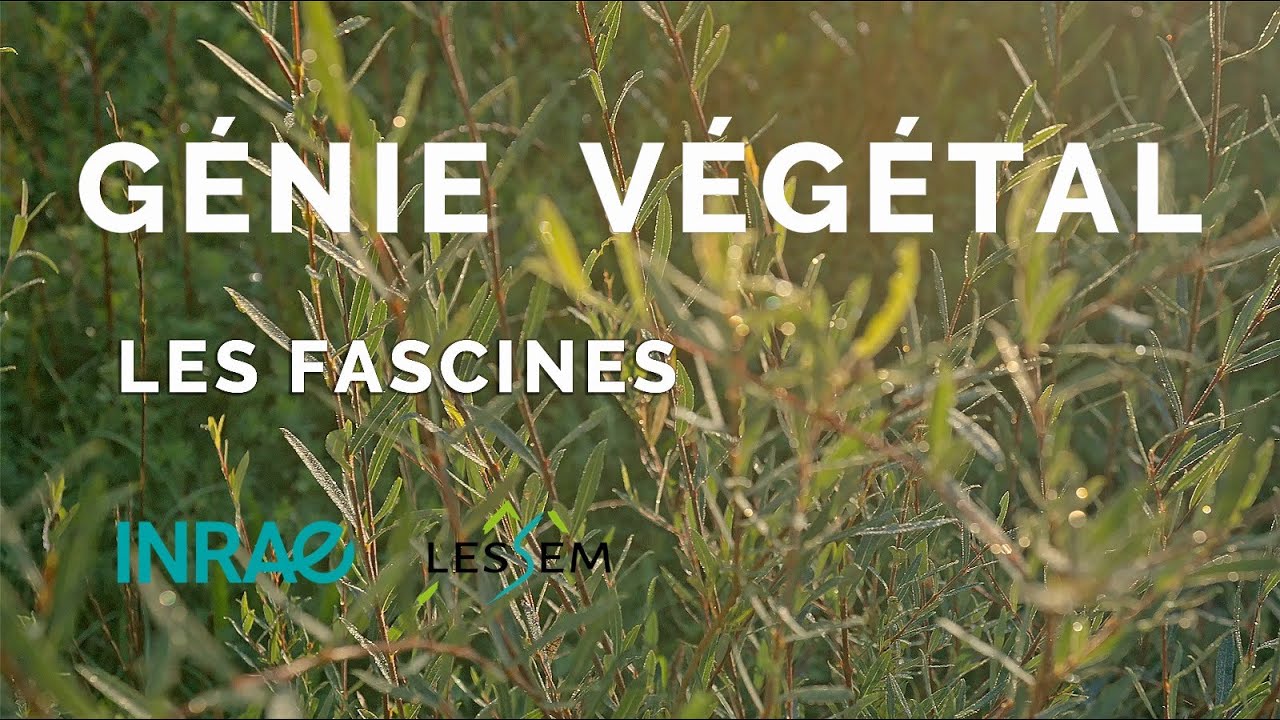 Génie végétal : Les fascines de ligneux