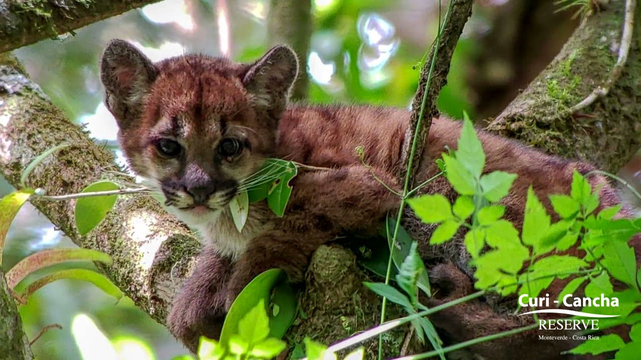 Puma /  Puma concolor (Reserva Curi Cancha, Monteverde)