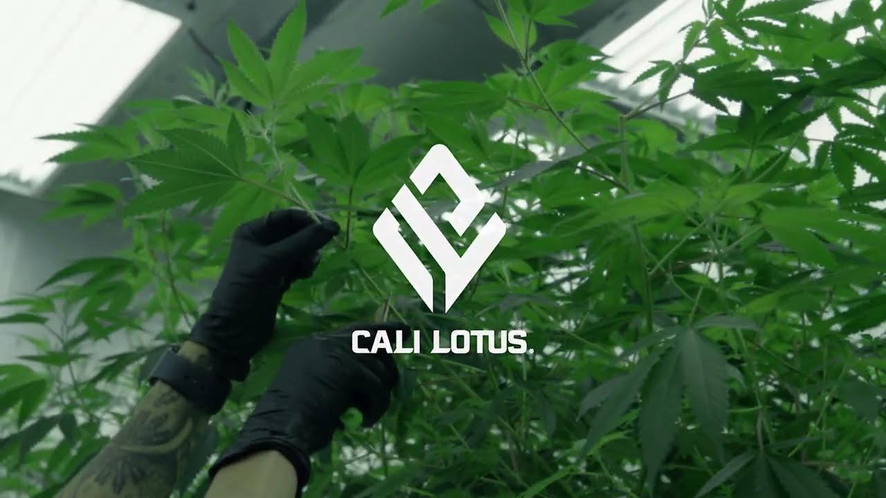 Cali Lotus and Blem Vibe are top shelf flower brands of the highest quality.