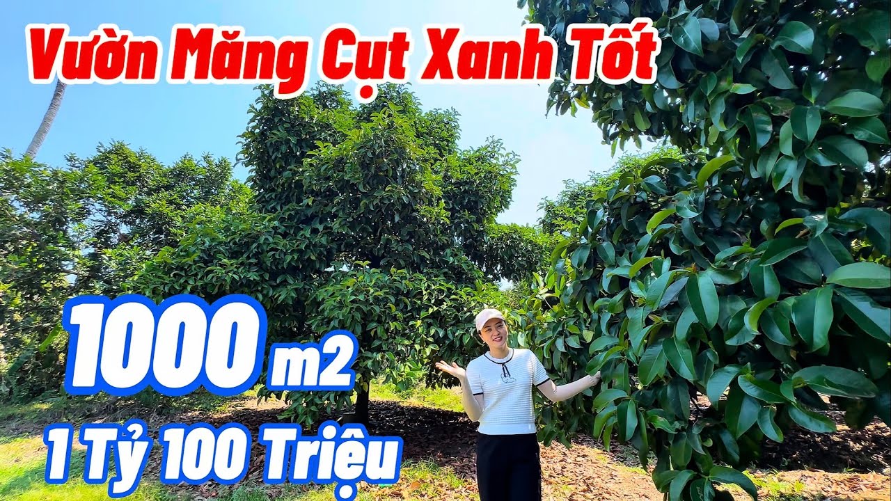 BĐS ĐỒNG NAI,TUYỆT ĐẸP, Bán Vườn Măng Cụt Xanh Tốt 1000m2, Gần Khu Dân Cư Thuộc xã Dầu Giây Đồng Nai