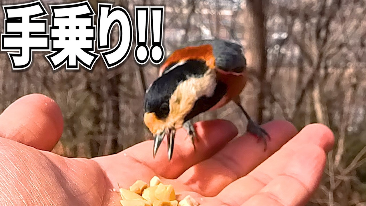 スーパーカブ50で野鳥に会いに行く!!