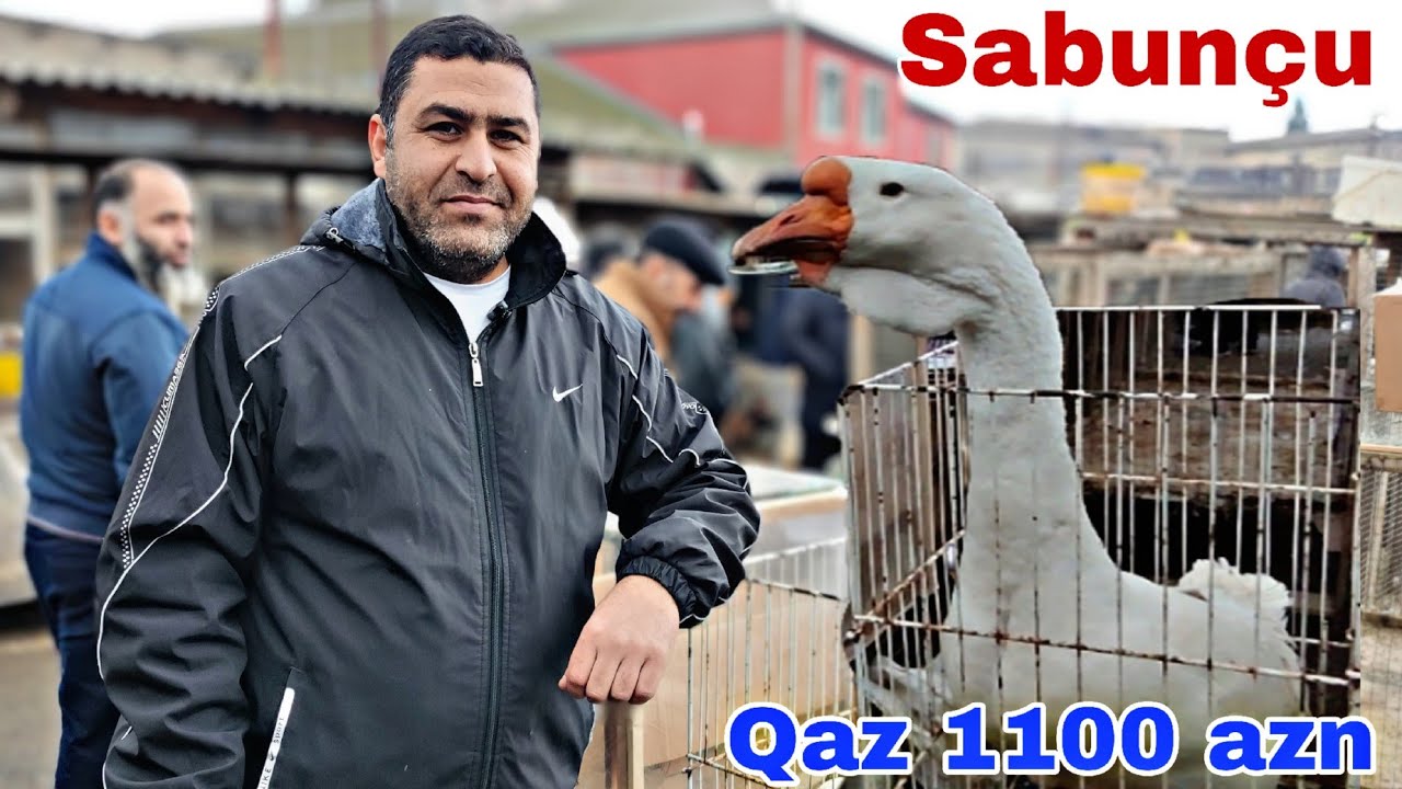 Sabunçu Toyuq Bazarı 5 yanvar 2025, Qaz 1,100 azn  @mubarizemintv2271