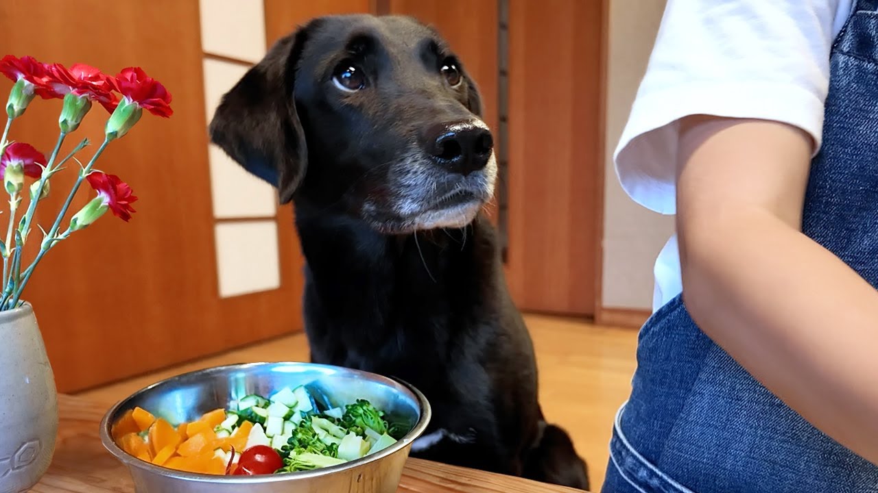 子どもが犬のために夕飯を作ってみたら…。