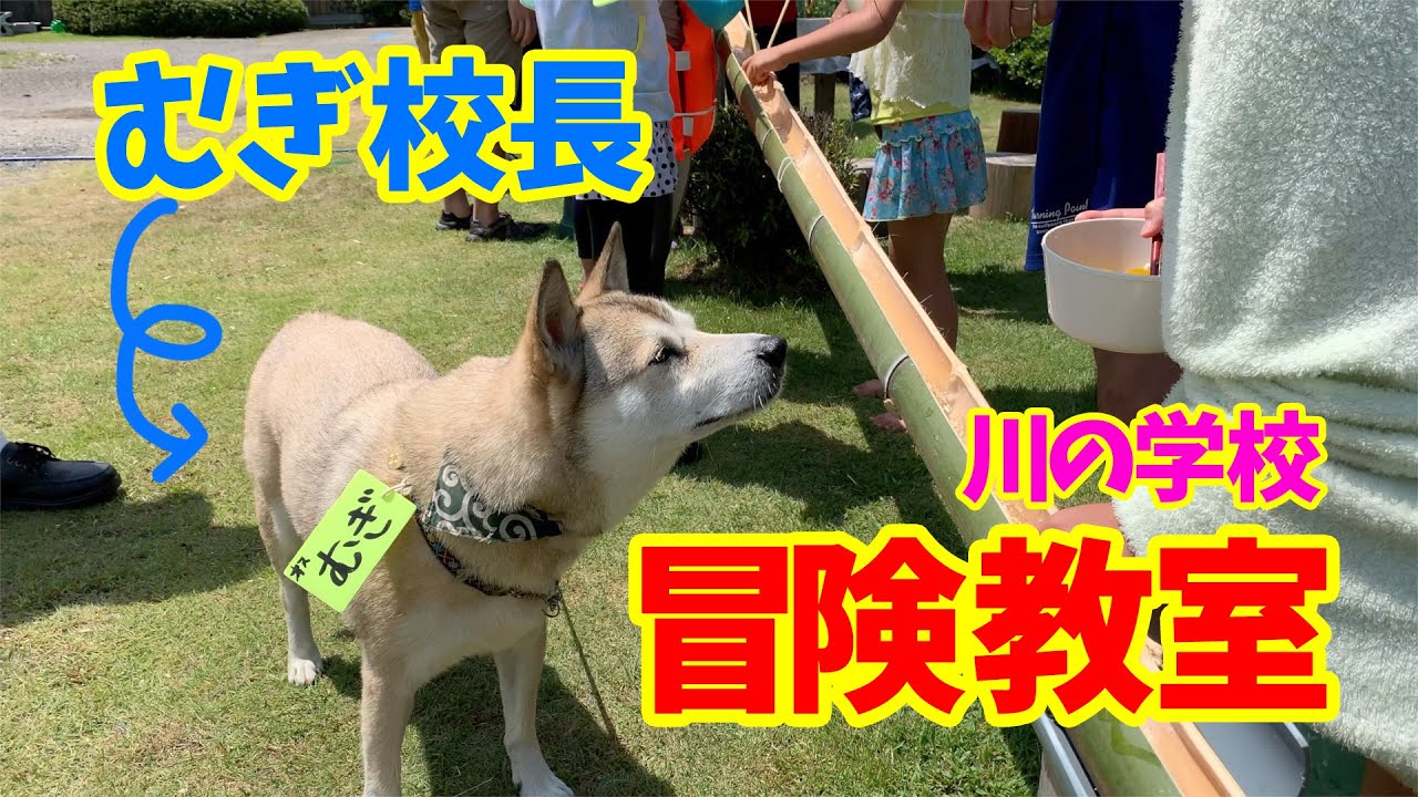 【むぎ校長の野外授業】人生の酸いも甘いも知り尽くしたむぎ校長と学ぶ🐕川の学校