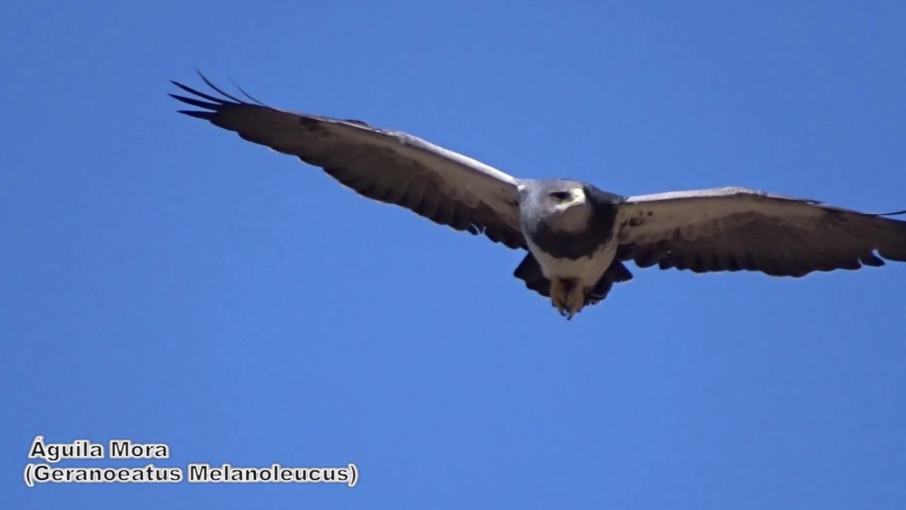 Aves Rapaces de Chile parte I