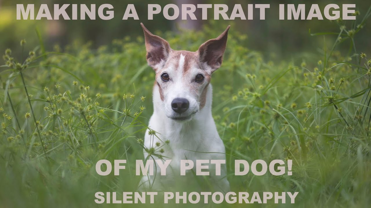 Making Portraits of my Pet Dog (Mila), 4K Silent Photography