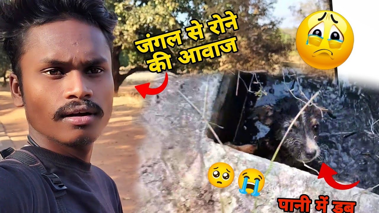 Jungle Me Chota Pilla 🐶 Bichara Gadde Me Gir Gya Tha 🥺🥺 #cg #cgkotvar #puppy #vlog 