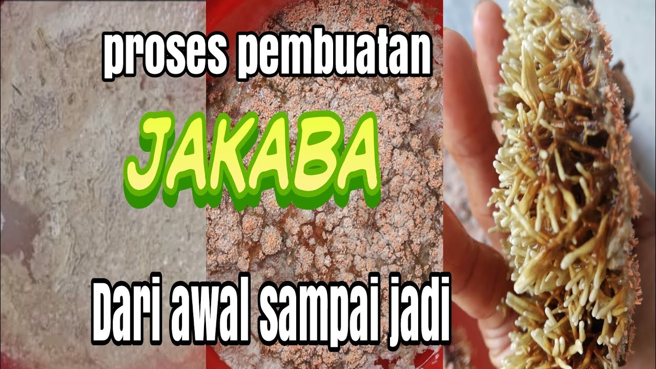 Cara Membuat Jamur Jakaba Mulai Nol Hari Sampai Berhasil