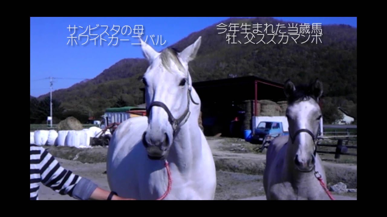 GRANDAME-JAPAN優勝馬のふるさと／グランド牧場（サンビスタ号）