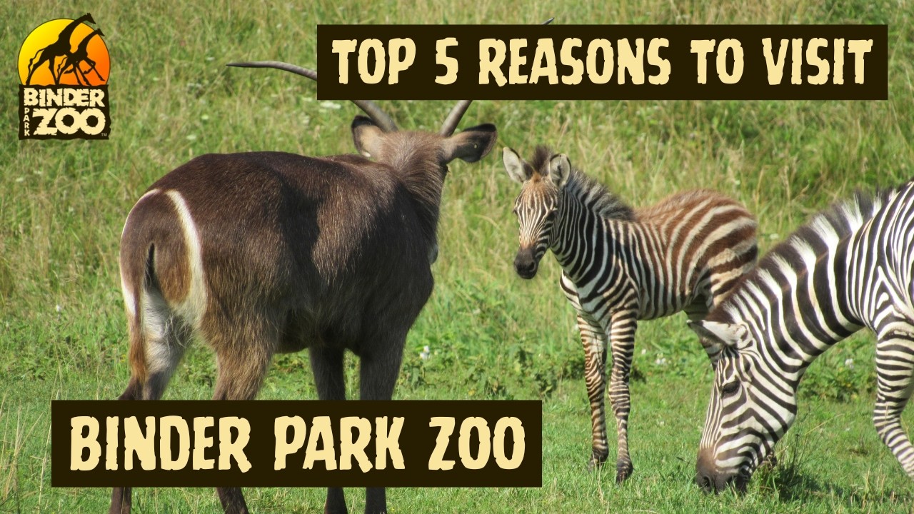 Top 5 Reasons to Visit Binder Park Zoo