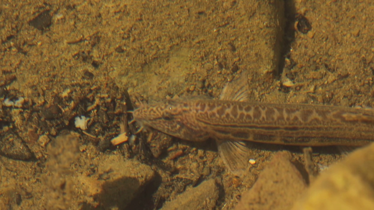 Cobitis taurica Щиповка крымская, или таврическая