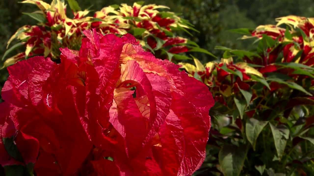 Amaranthus tricolor, a towering beauty