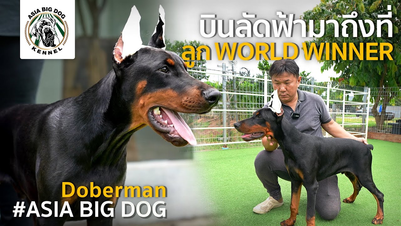 Doberman-Pinscher ลูก World Winner