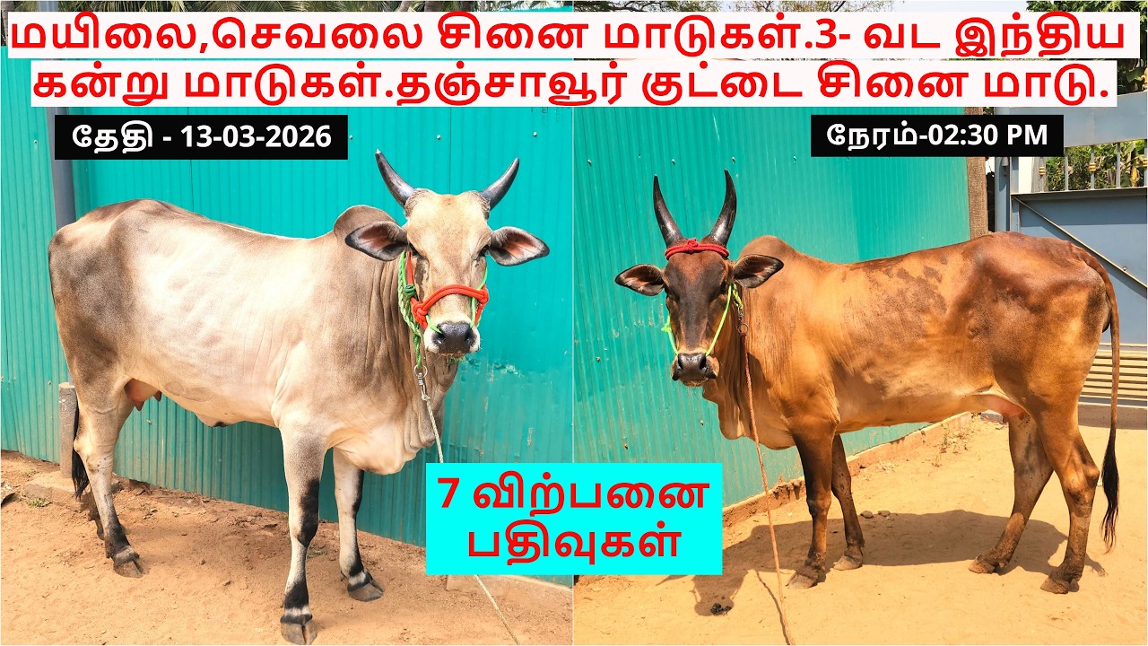 7-விற்பனை பதிவுகள்.மயிலை,செவலை சினை மாடுகள்.3- வட இந்திய  கன்று மாடுகள்.தஞ்சாவூர் குட்டை சினை மாடு.