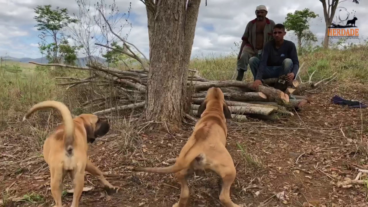FILHOTAS DEMONSTRANDO INSTINTO DE PROTEÇÃO.