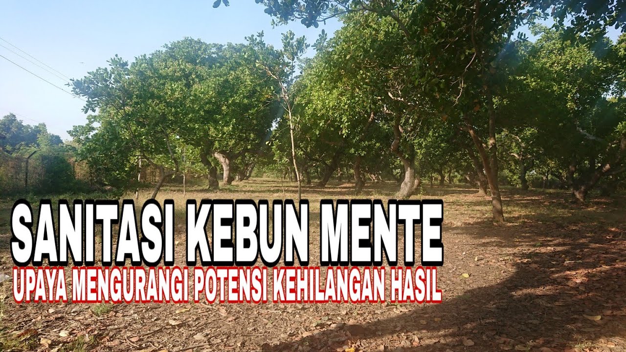 Sanitasi Kebun Mente untuk mengurangi Potensi Kehilangan Hasil @bptsitubondo