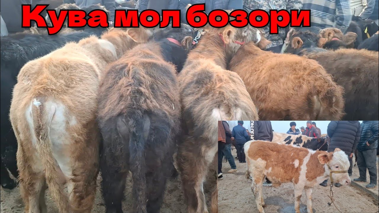 Фаргона Кува мол бозори ёш кучатлар нархлари 2026 1 Март 