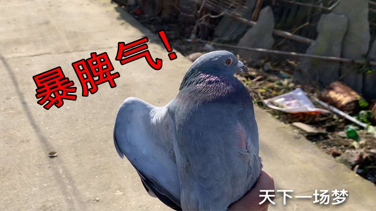 保护鸟类：鸽子在窗台拉屎，我好气呀！治治它！【天下一场梦】