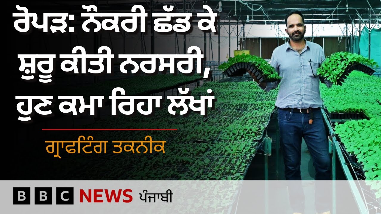 Ropar 'ਚ Grafting Nursery ਖੋਲ੍ਹ ਕੇ ਇਸ Farmer ਨੇ ਕਿਵੇਂ ਹਾਸਲ ਕੀਤੀ ਕਾਮਯਾਬੀ  | 𝐁𝐁𝐂 𝐏𝐔𝐍𝐉𝐀𝐁𝐈