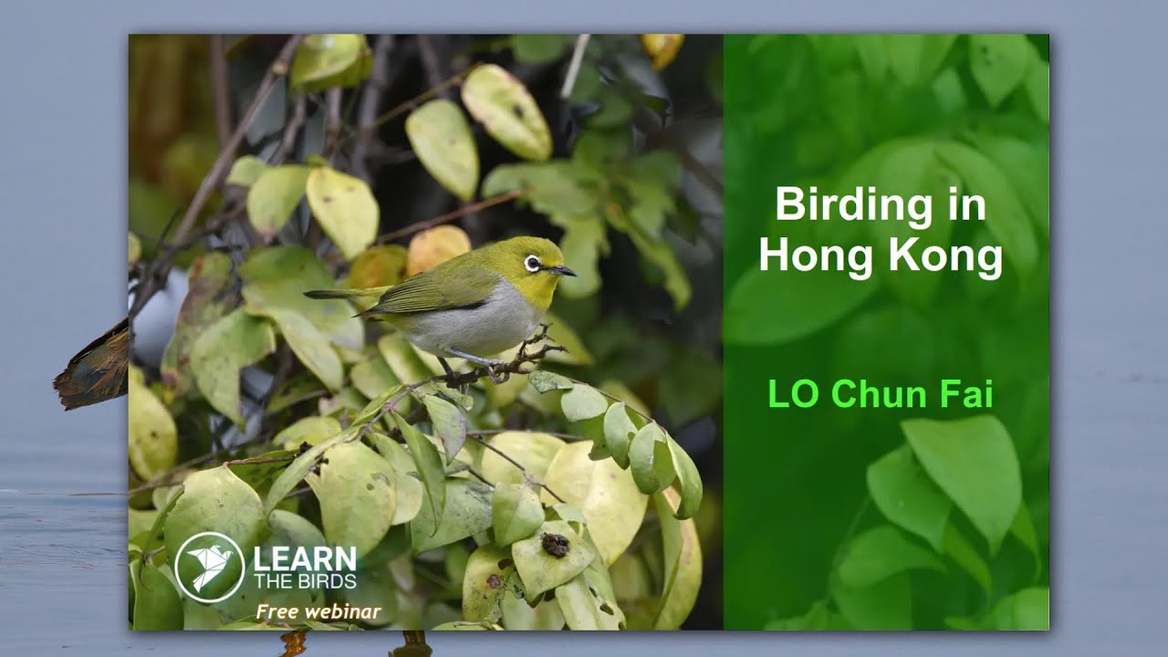 Birding in Hong Kong