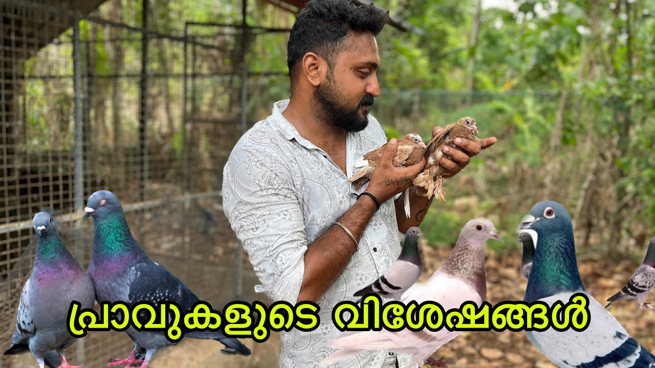പ്രാവുകൾ കോഴികൾ. അവരുടെ വിശേഷങ്ങൾ. നമ്മുടെ കോഴിയമ്മ അടയായിട്ടോ 😂 #pigeon #hen