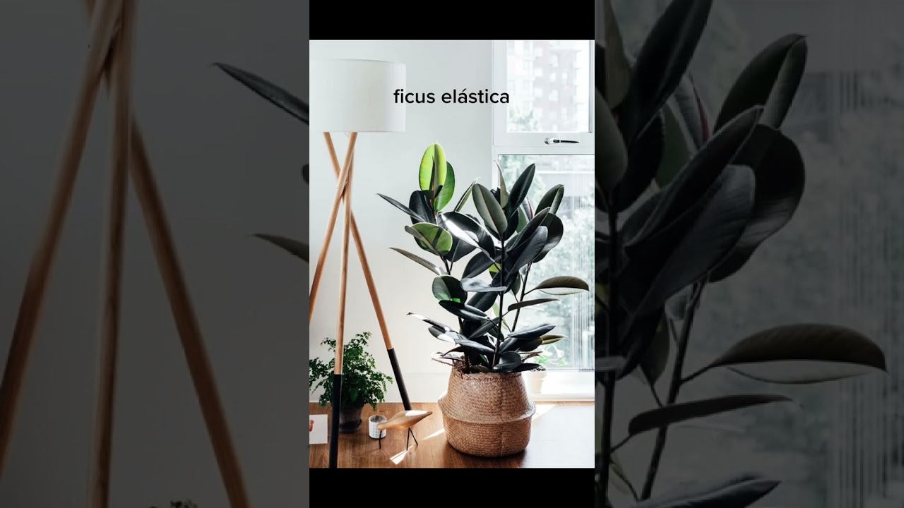 Plantas para decorar o quarto e melhorar a qualidade do ar #quarto #decora&ccedil;&atilde;o