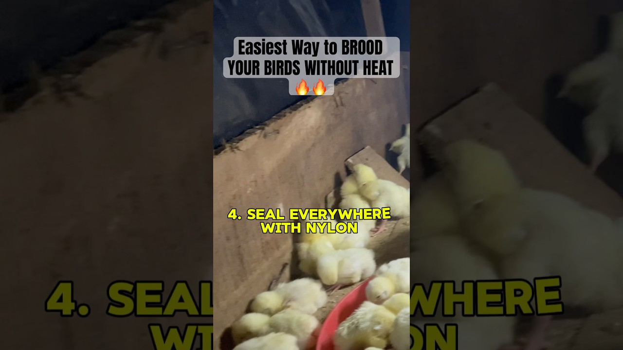Easiest Way to BROOD YOUR BIRDS WITHOUT HEAT🔥🔥 #fowlfiestaacademy #poultrytips #uspoultry
