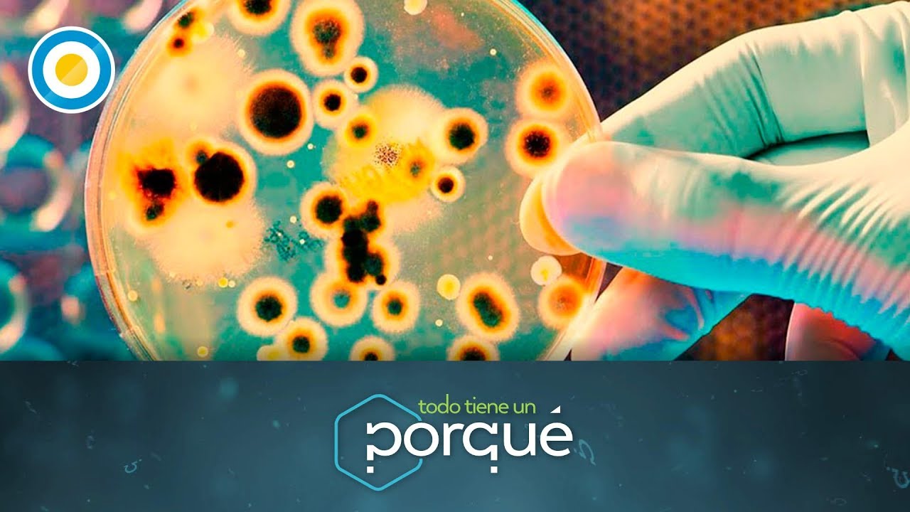 ¿Por qué son importantes los microbios? (1 de 3) - Todo tiene un porqué