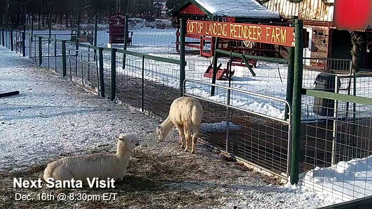 ReindeerCam Live Stream