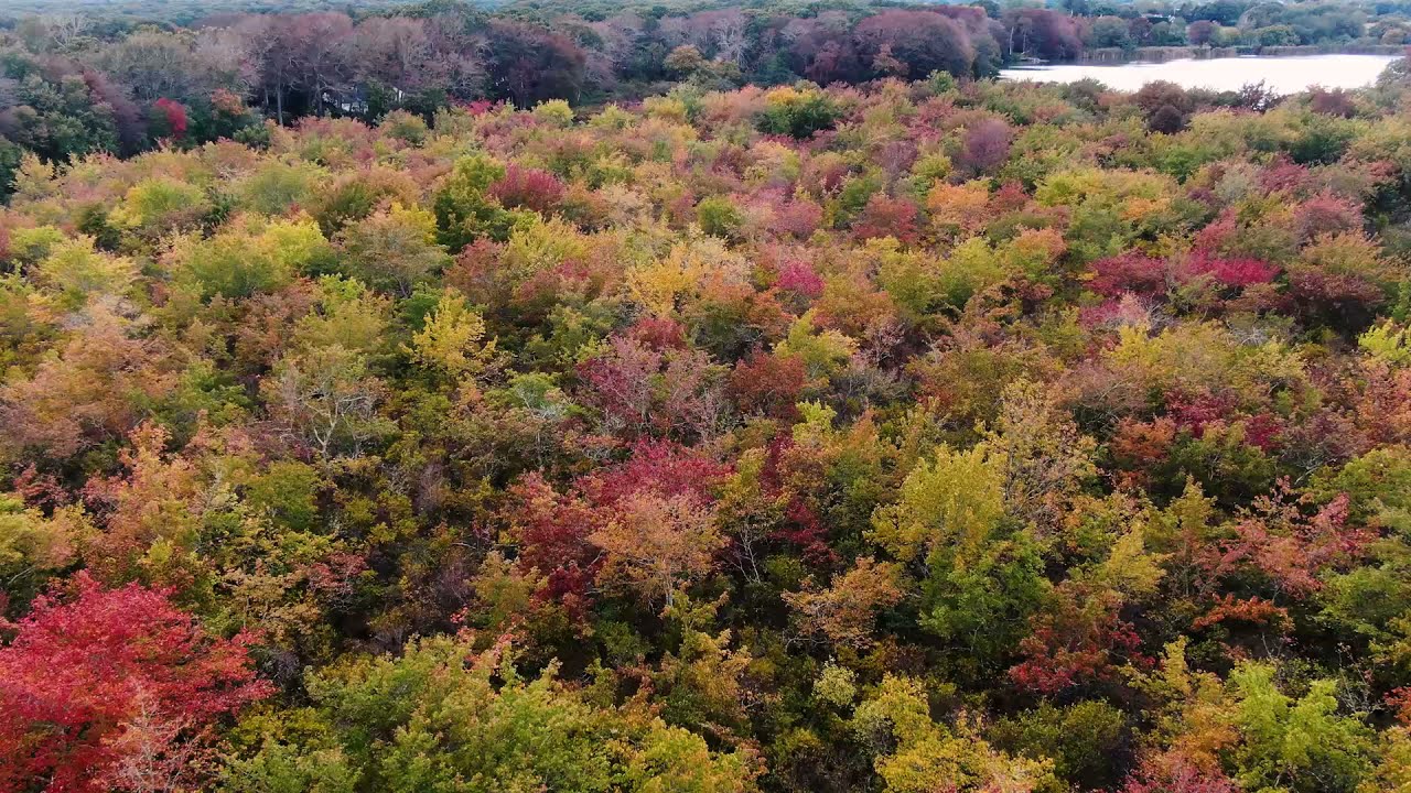 Hamptons Foliage 2021 Part 2- Water Mill NY-Hamptons Drone 4k Footage