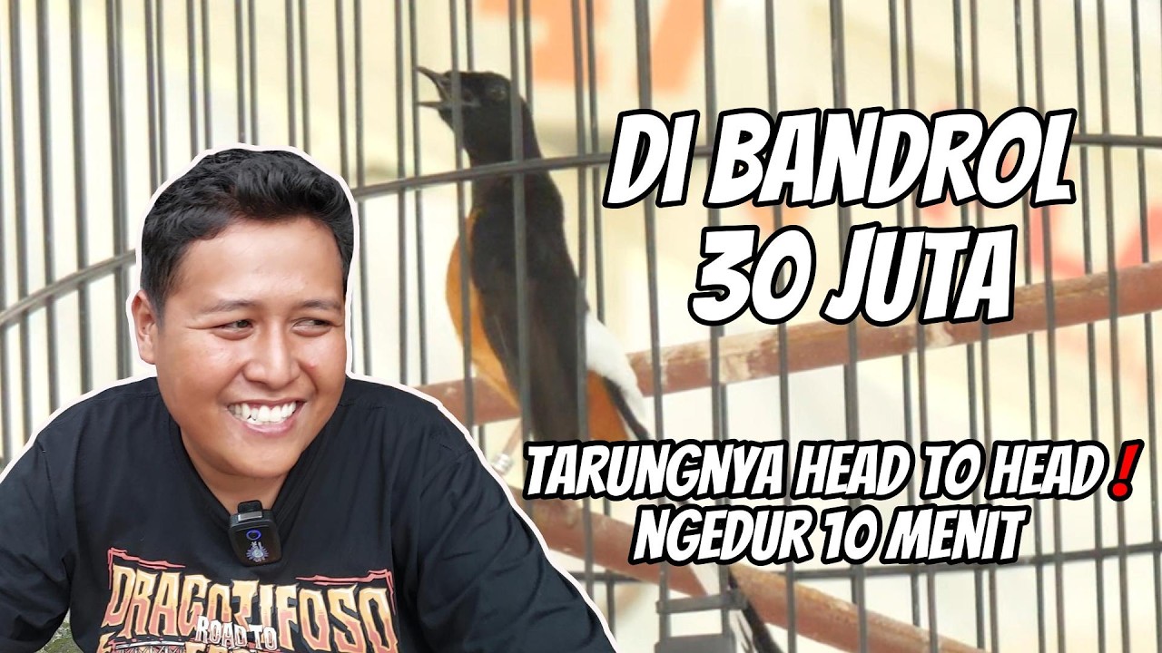 BURUNG TARUNG MAIN DURASI !! KUNCINYA GA PAKE EMBUN JEMURNYA 1 JAM