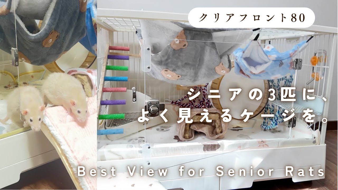 Переезд в клетку «Clear Front 80» для 3 пожилых крыс (Уход и безбарьерная среда)