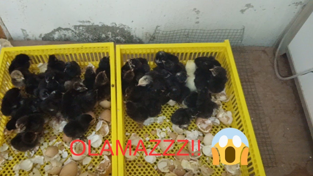 Bu makina harika! %100 sezonun en kalabalık güzellikleri 🐥