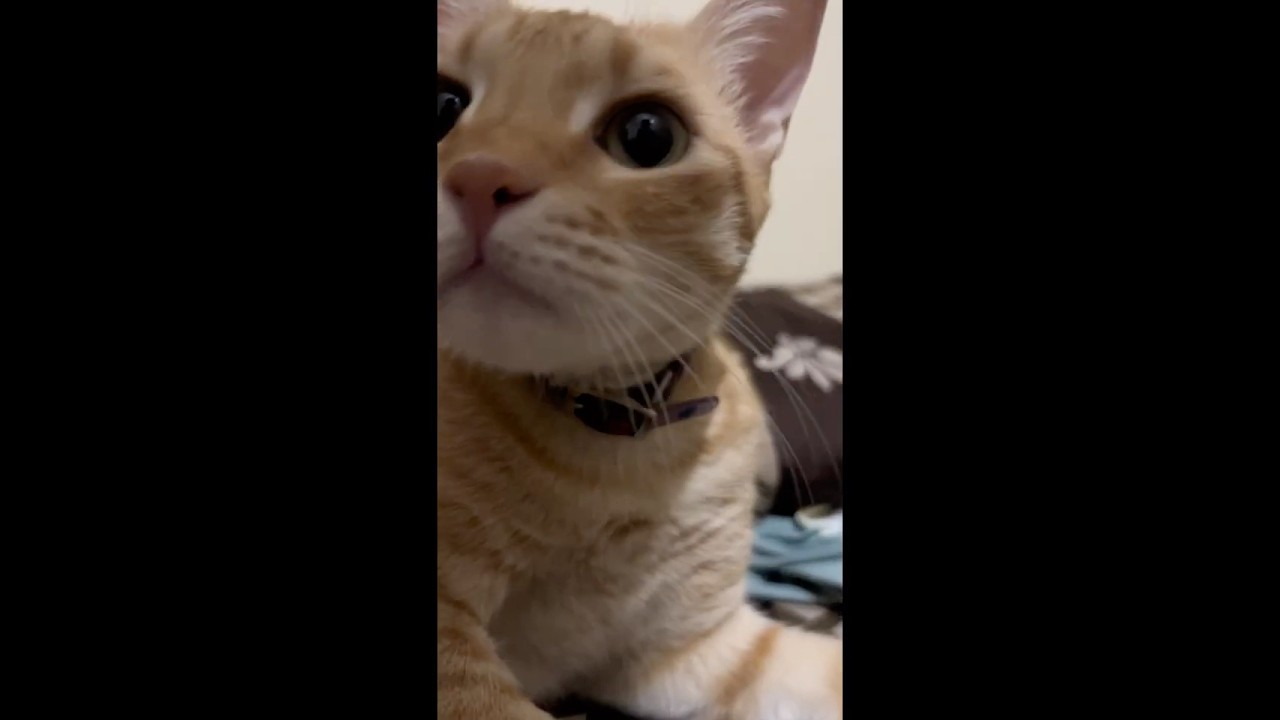 Wait for the ending 😭🐱