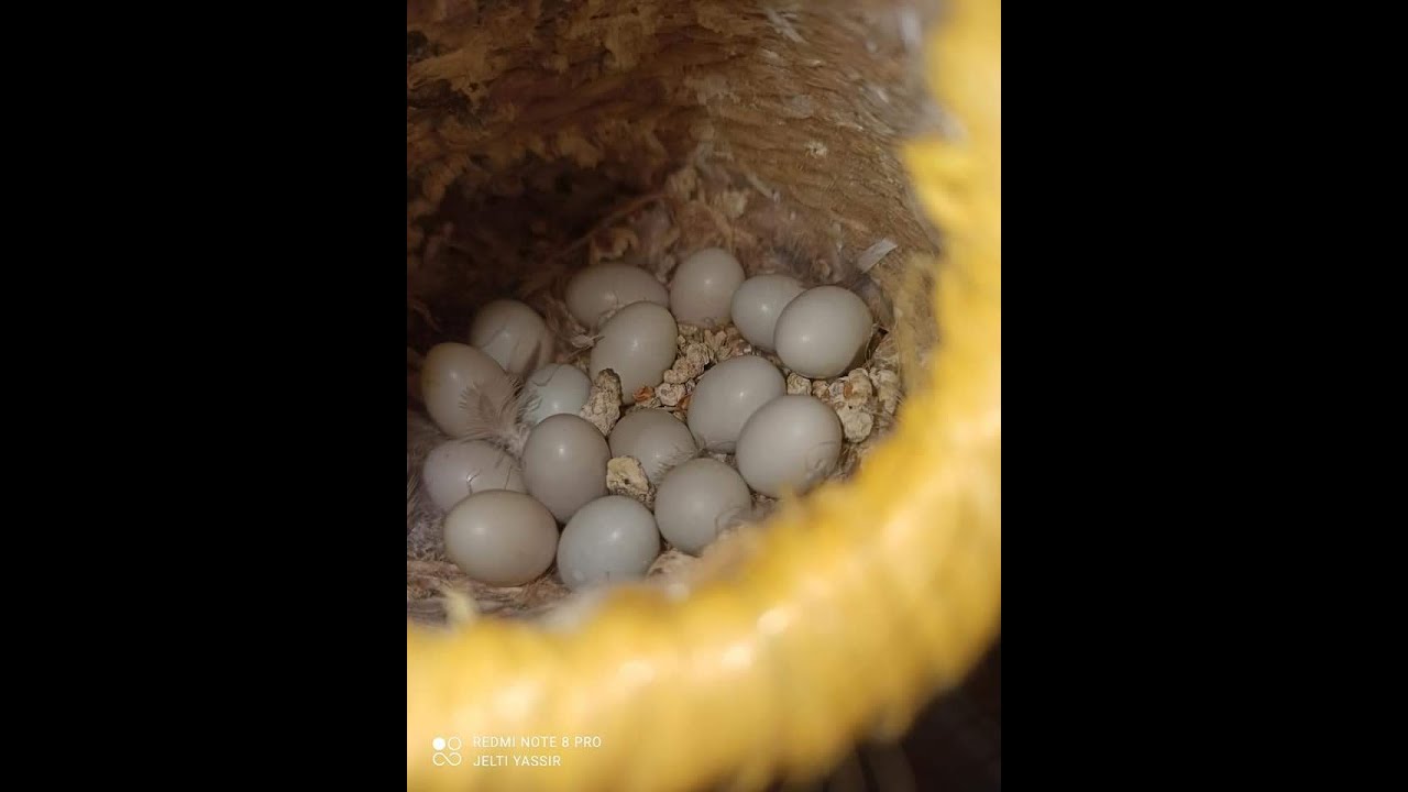 مدة فقس بيض طيور الزيبرا
