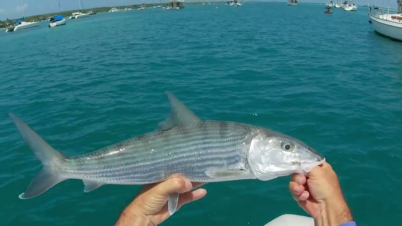 Pêche exo au lagon de Saint François, Guadeloupe, carangues, élopse, bonefish, pagre ...